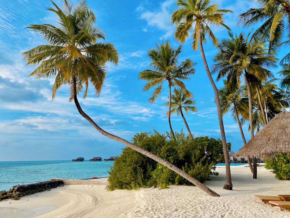 낮 동안 해변 해안에 코코넛 나무