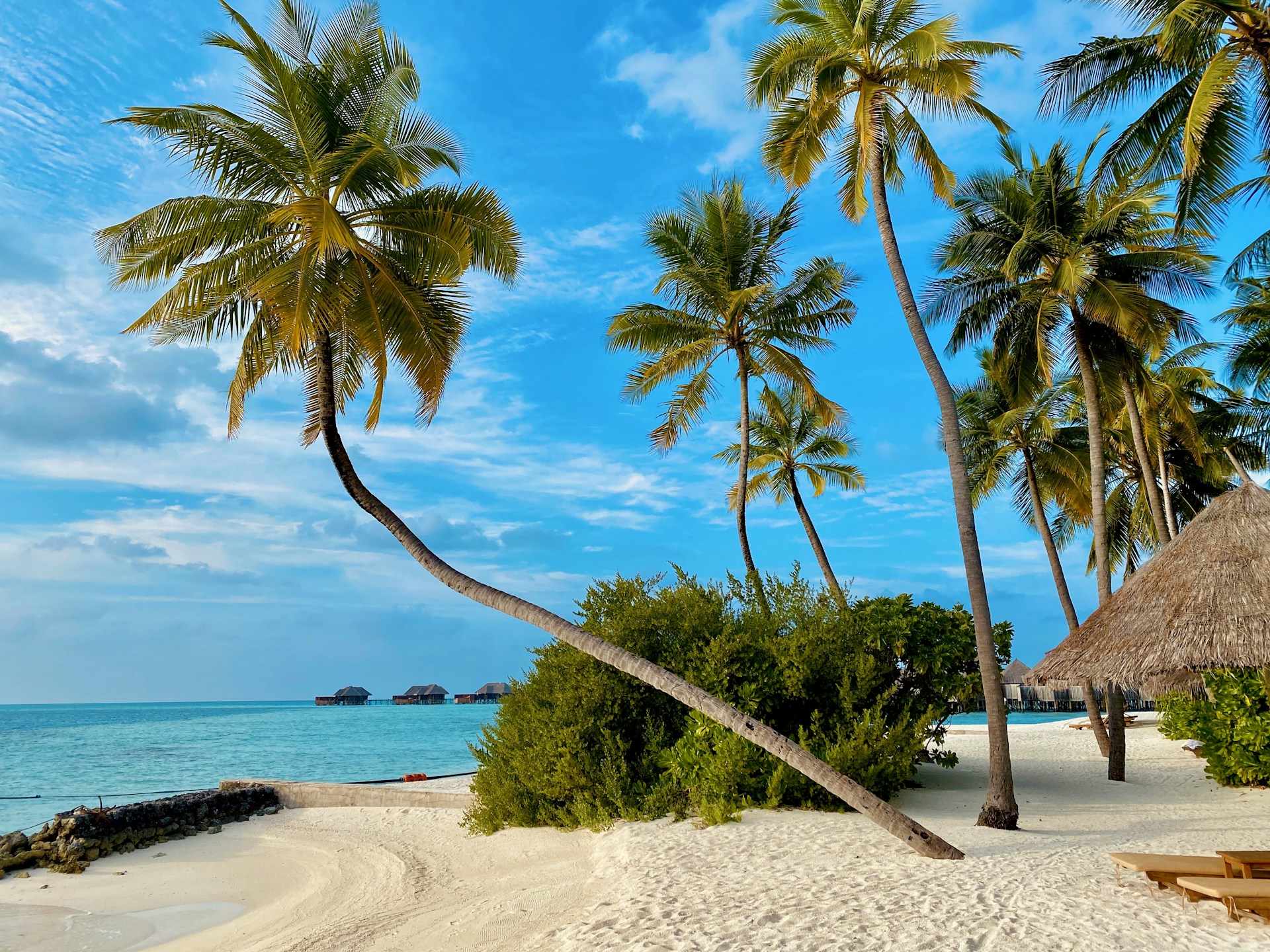 coconut tree on beach shore during daytime