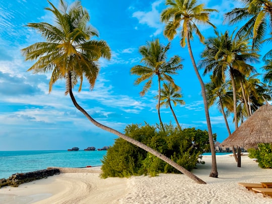 coconut tree on beach shore during daytime in Maldive Islands Maldives