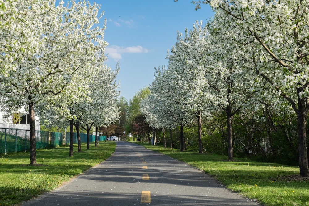 gray concrete road between green trees under blue sky during daytime