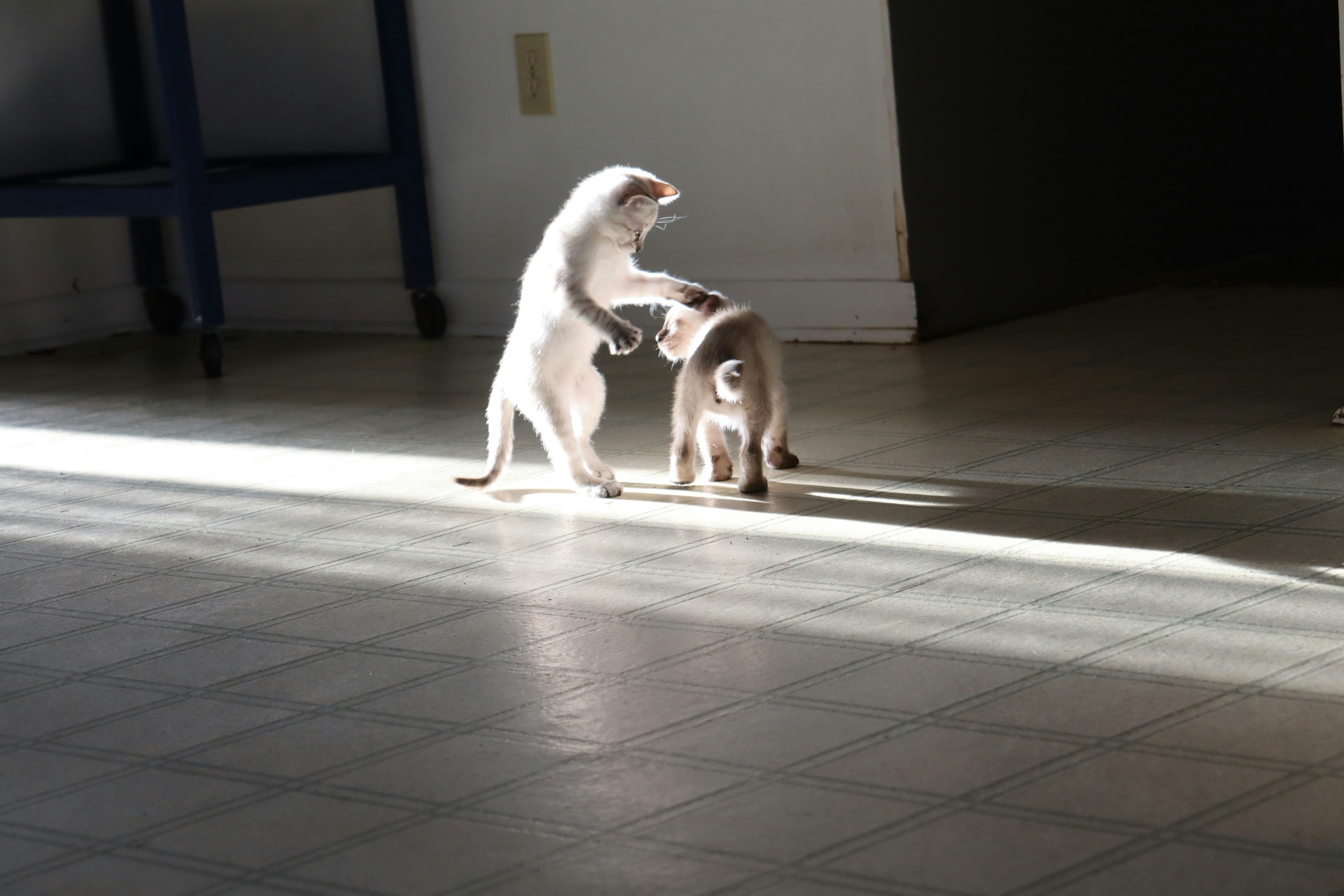 Two playful kittens batting at a dangling feather toy on a wooden floor.