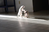 Two playful kittens chasing a feather toy in a bright, colorful room.