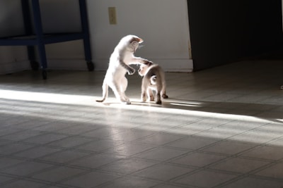 Two playful kittens chasing a feather toy in a spacious room.
