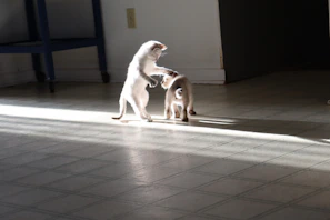 A group of playful kittens tumbling over each other on a sunny windowsill.