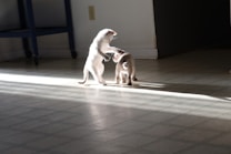 Two kittens playfully interact on a sunlit tiled floor. One stands on its hind legs while the other seems to bat at it. The setting is an indoor room with light streaming through, highlighting the playful scene.
