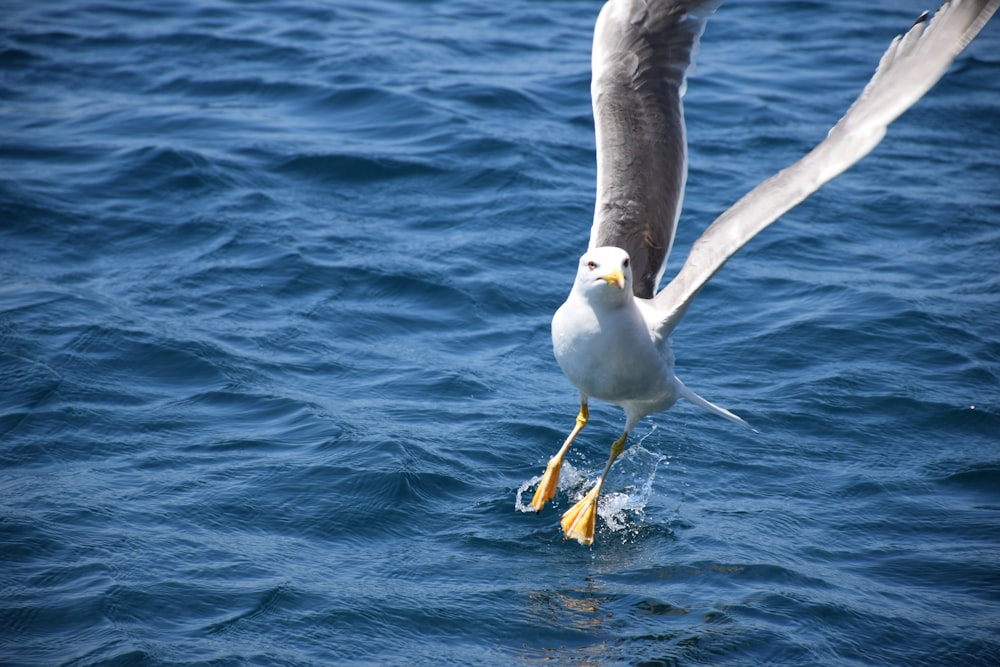 white and gray bird flying over blue sea during daytime