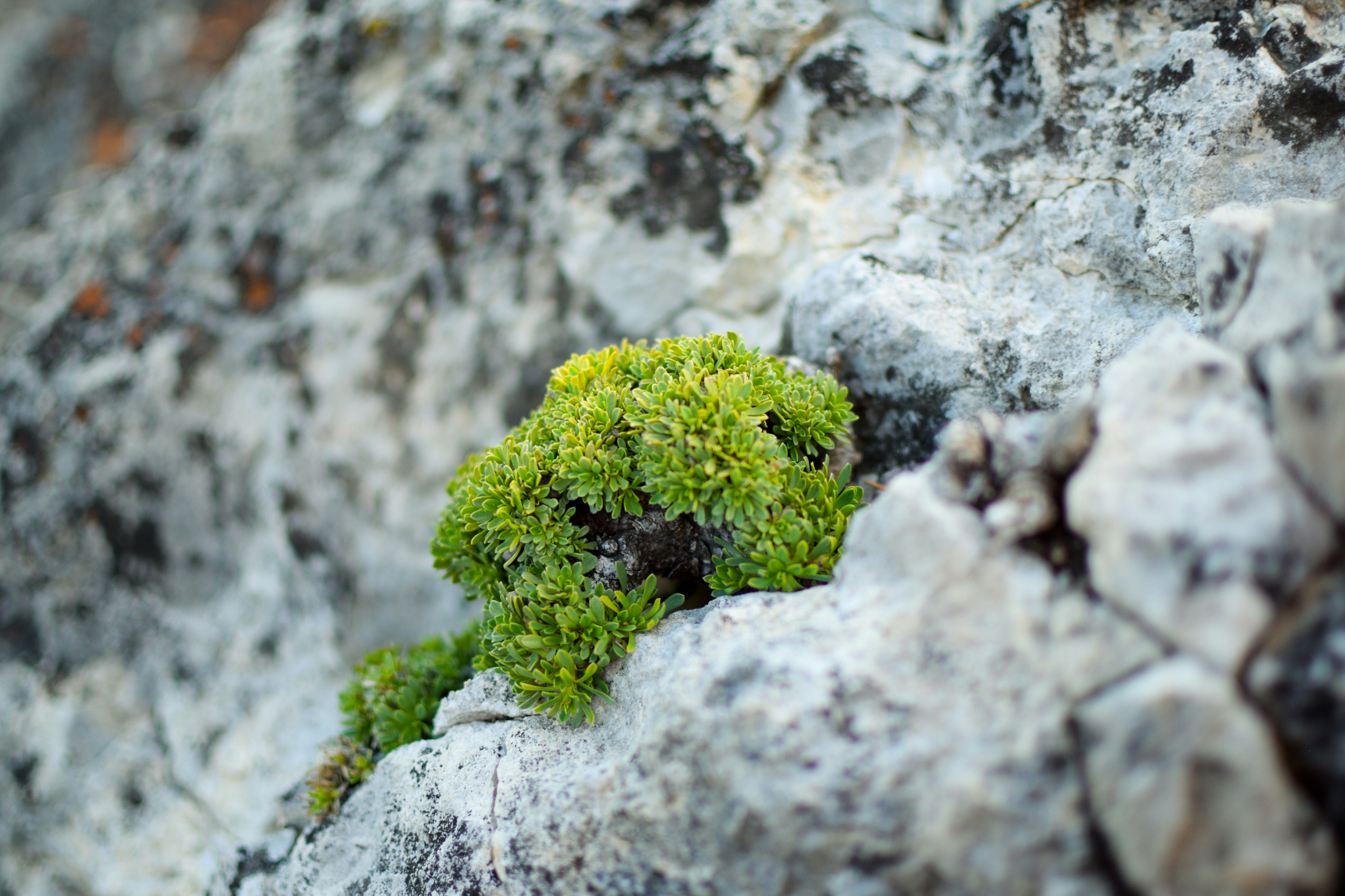 What Are Plants That Grow On Rocks Image to u