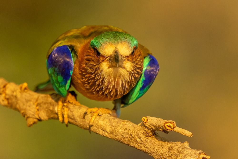 green blue and brown bird on brown tree branch