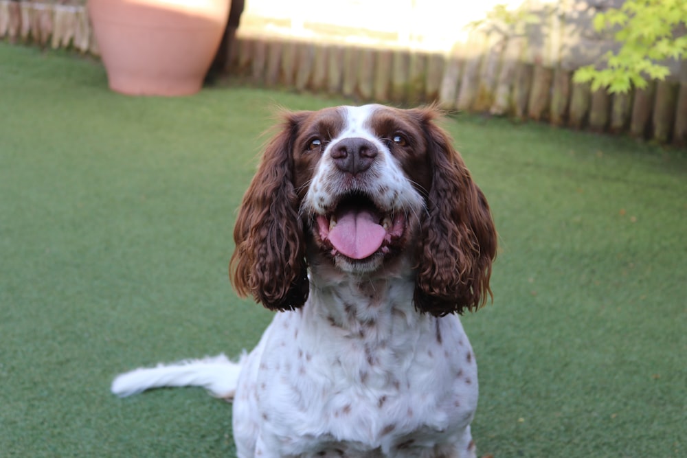 white and brown short coated dog sitting on green grass field during daytime