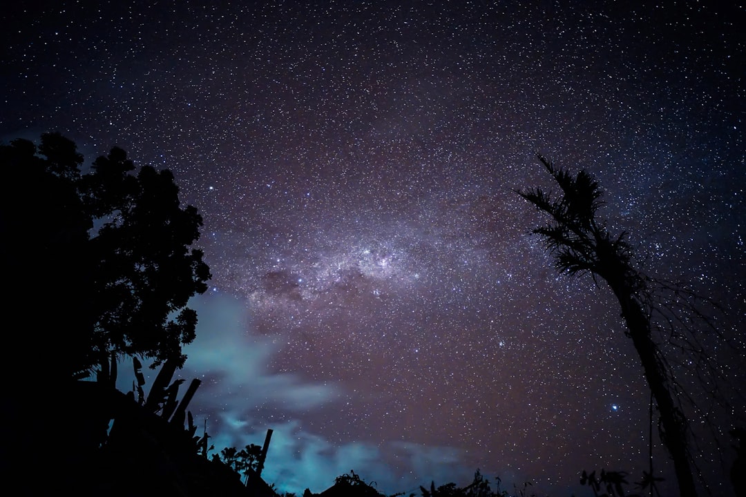 silhouette of trees under starry night