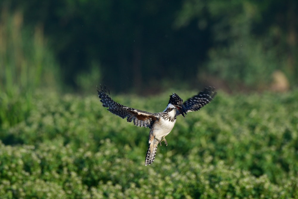 black and white bird flying during daytime