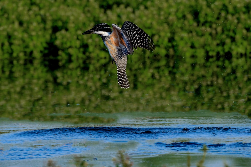 black and white bird flying over the water during daytime