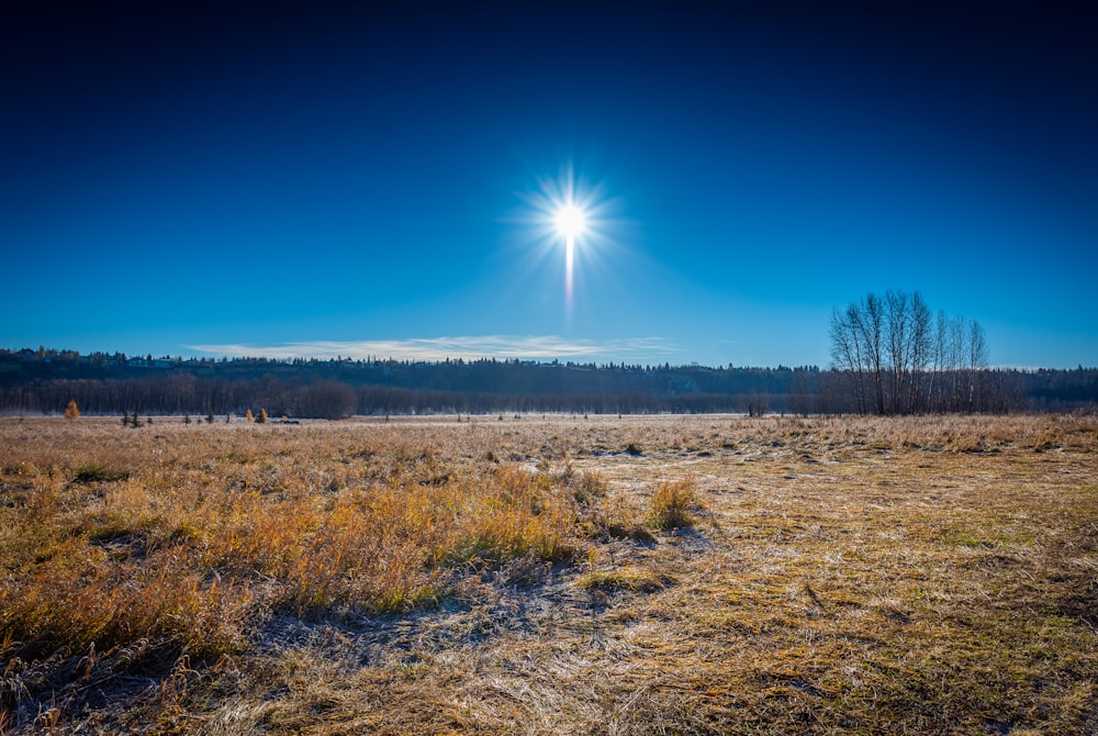 brown grass field under blue sky during daytime