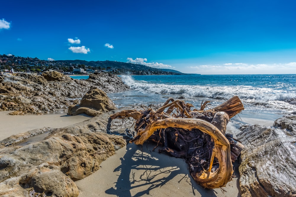 brown wood log on beach shore during daytime