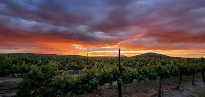 A vineyard stretches into the distance under a dramatic sunset, with orange and purple clouds filling the sky. Rows of grapevines are visible in the foreground, and the landscape includes gentle hills.