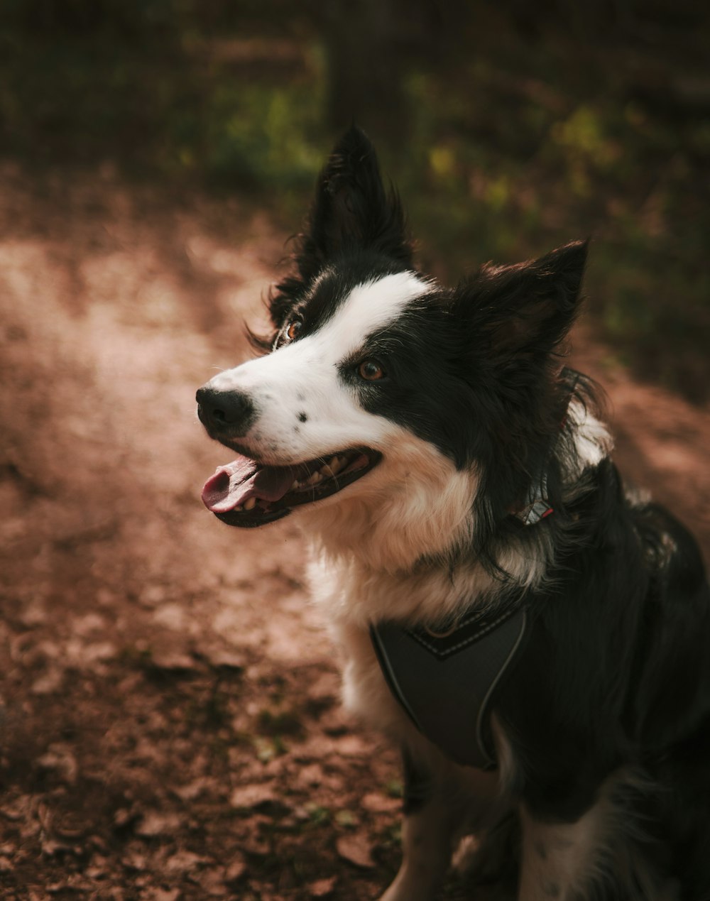 black and white border collie