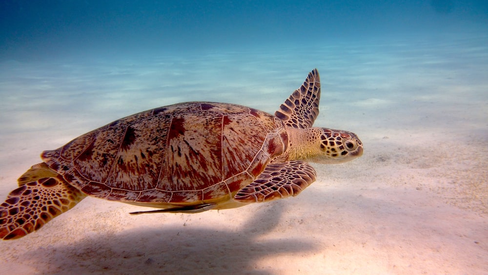 brown and black turtle on white sand under blue sky during daytime