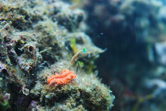 A close-up view of an underwater scene featuring a small, vibrant orange sea slug resting on a coral or rocky surface. The background includes various marine textures and colors, with a slender stalk-like organism rising nearby.