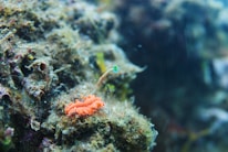 A close-up view of an underwater scene featuring a small, vibrant orange sea slug resting on a coral or rocky surface. The background includes various marine textures and colors, with a slender stalk-like organism rising nearby.