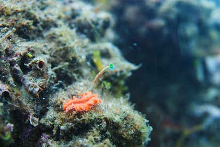 A close-up view of an underwater scene featuring a small, vibrant orange sea slug resting on a coral or rocky surface. The background includes various marine textures and colors, with a slender stalk-like organism rising nearby.