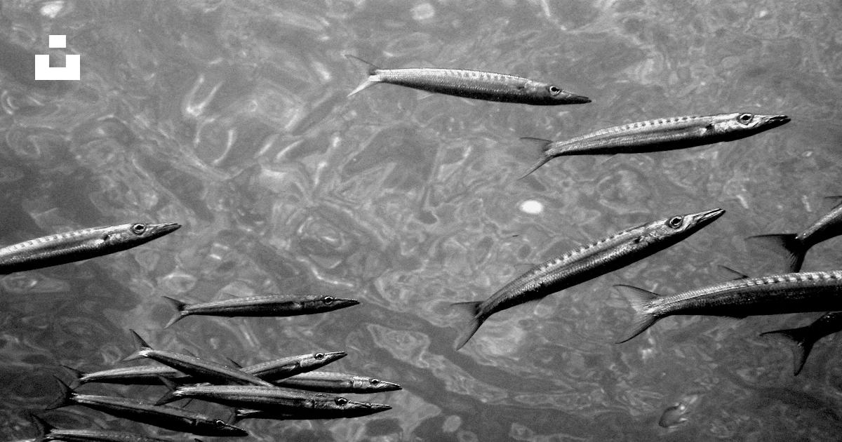 Gray fish on body of water photo – Free Animal Image on Unsplash