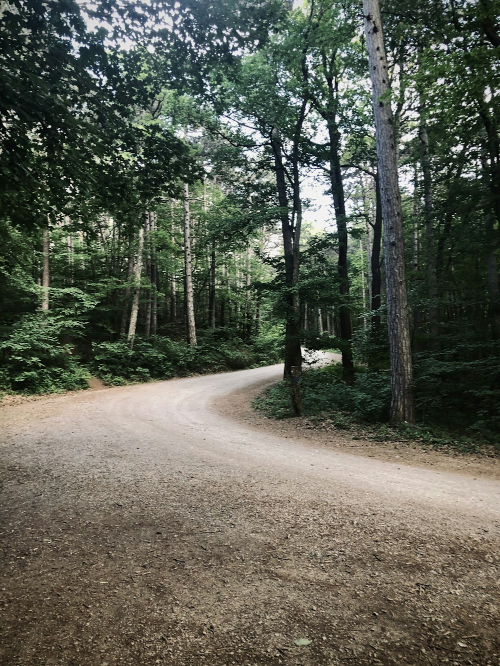 brown dirt road between green trees during daytime