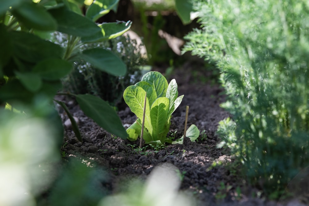 green leaf plant on ground