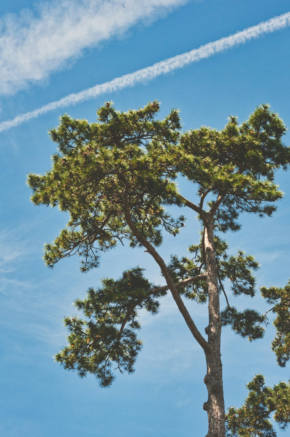 green tree under blue sky during daytime