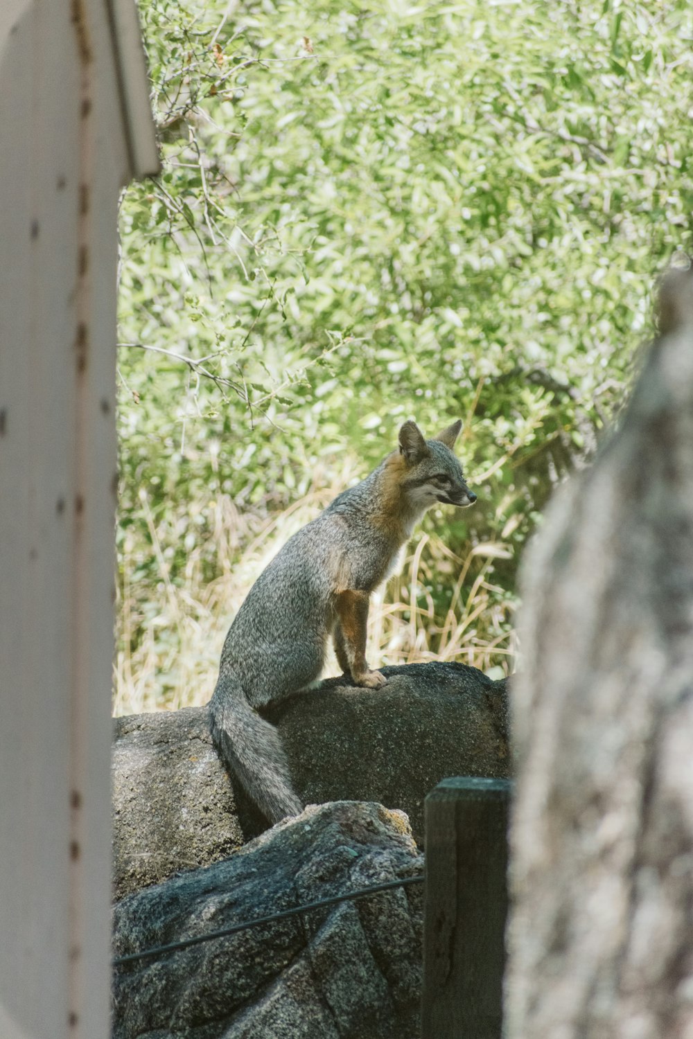 Brauner Fuchs tagsüber auf grauem Felsen