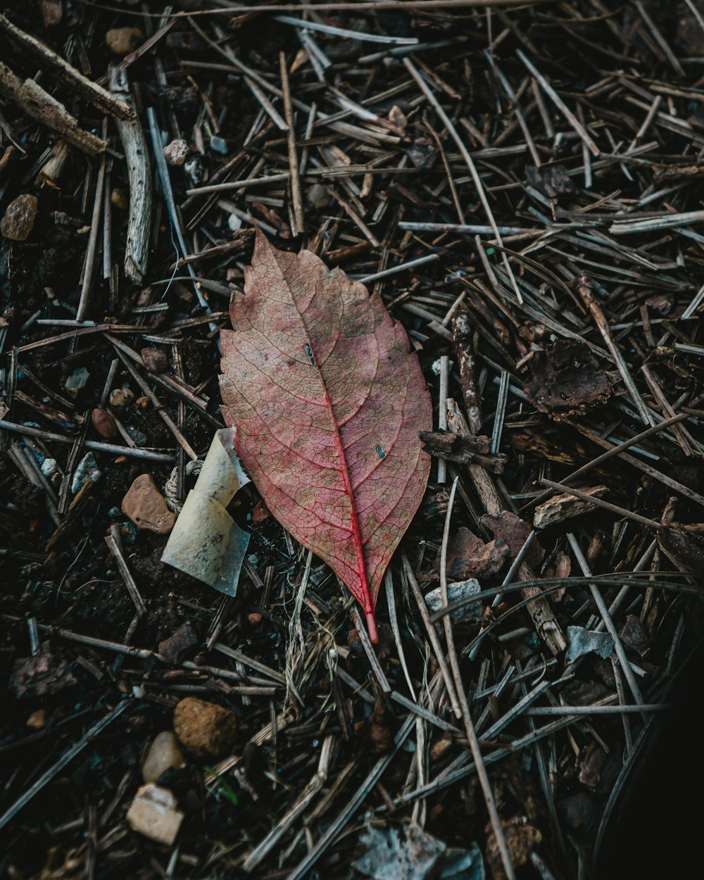 red maple leaf on black soil