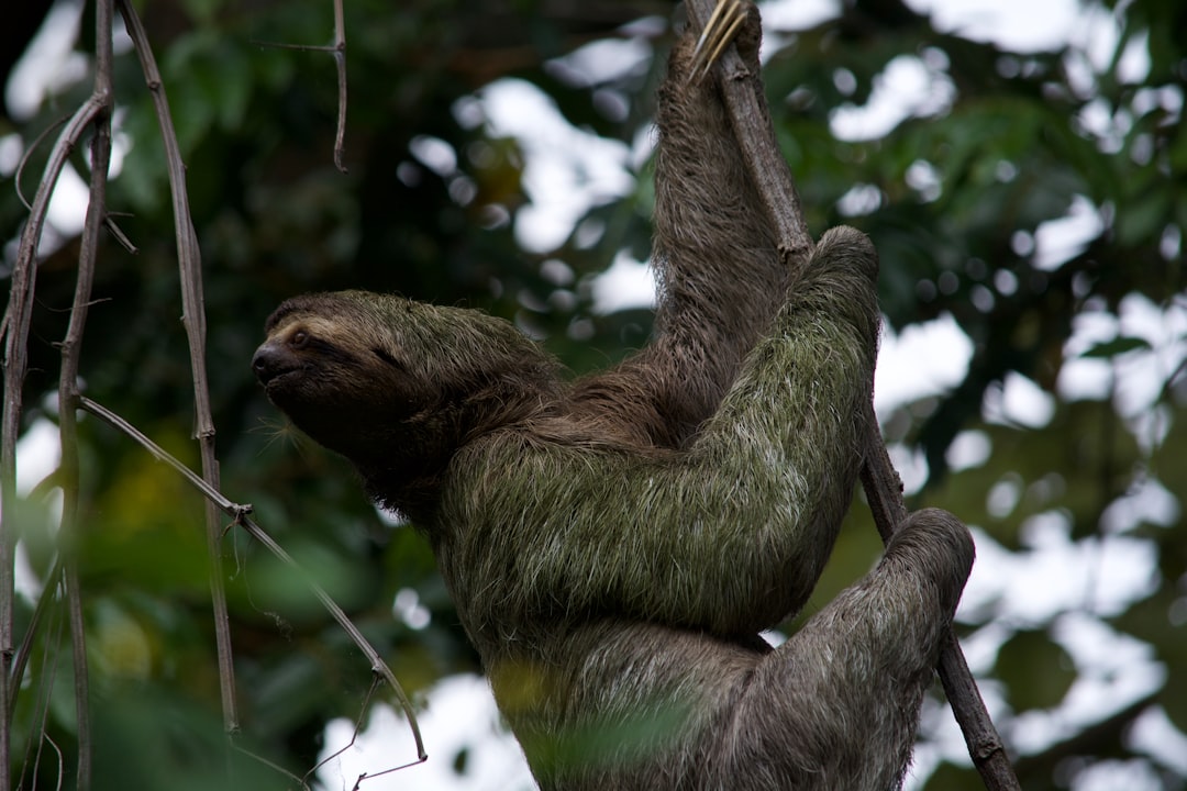 gray sea lion on tree branch during daytime