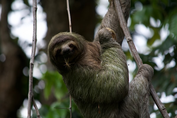 The Sprint and the Sloth