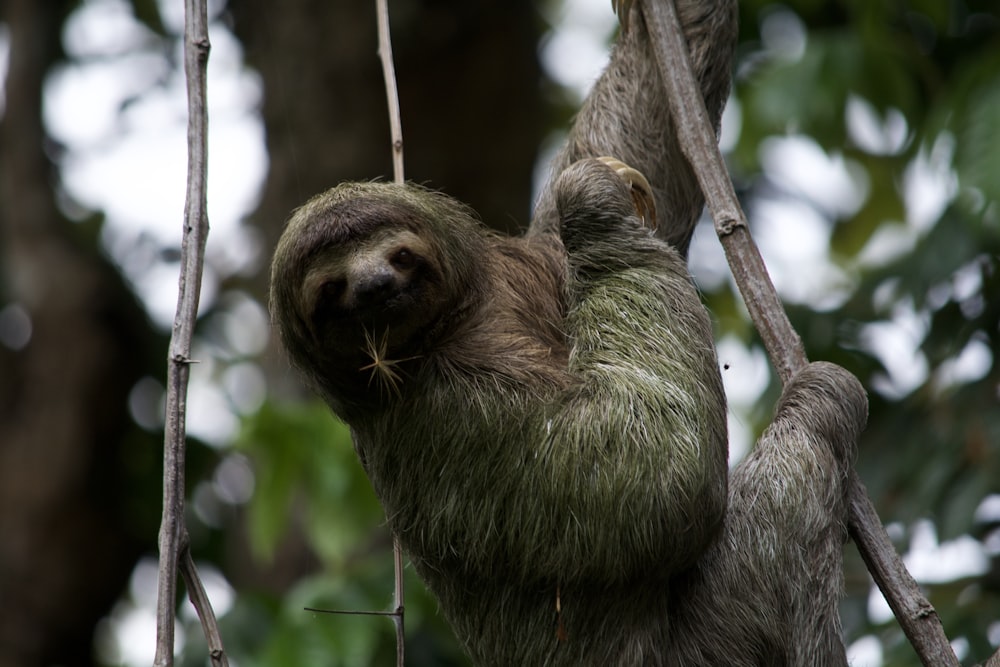 gray and brown monkey on tree branch during daytime