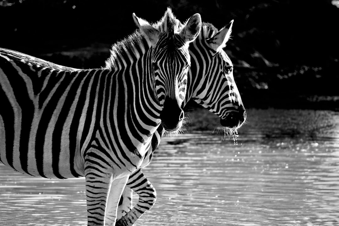 zebra walking on wet ground