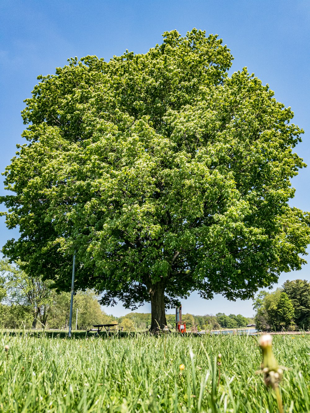 árvore verde perto da cerca durante o dia