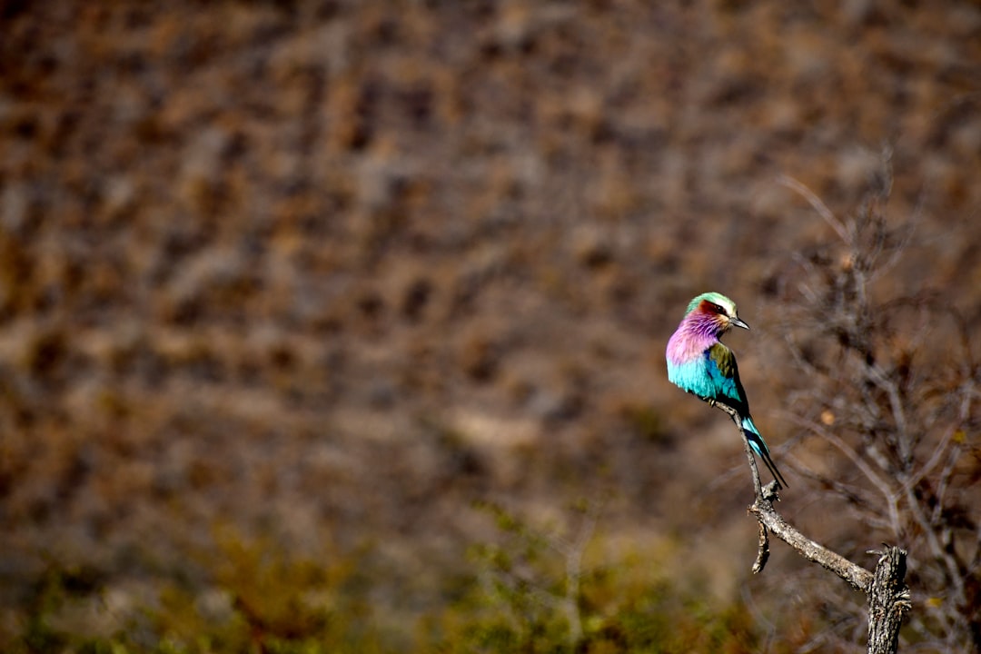 pink green and blue bird on tree branch