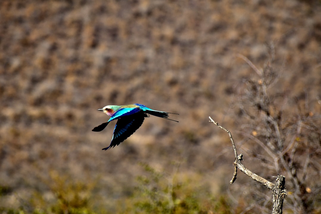 blue and brown bird on tree branch during daytime