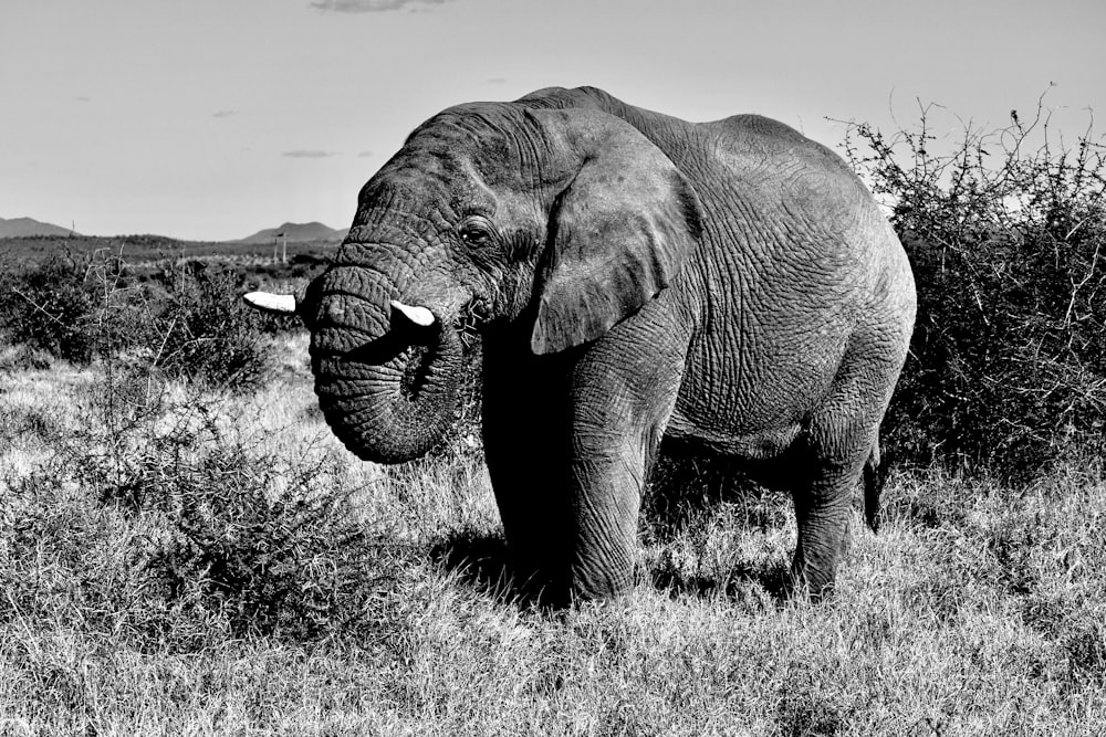 grayscale photo of elephant on grass field