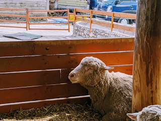 Modern sheep barn with natural light and well-ventilated spaces showing Dorper sheep resting comfortably.