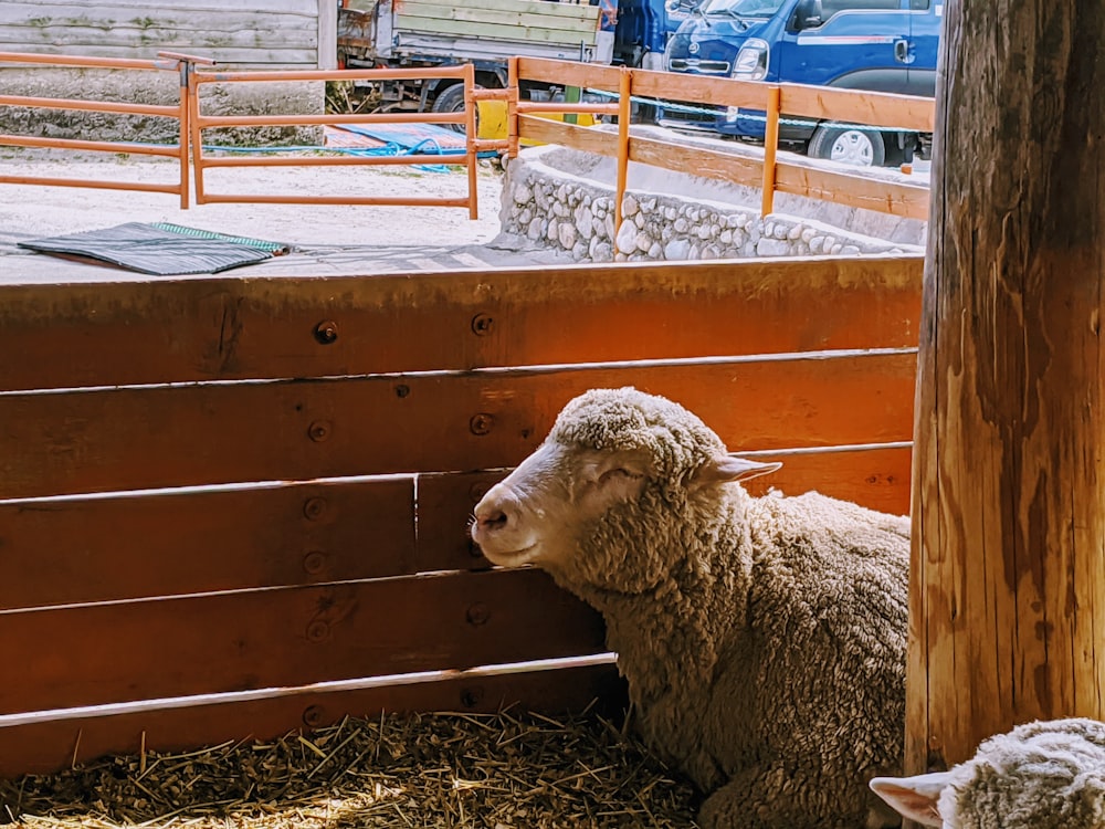 white sheep on brown wooden cage