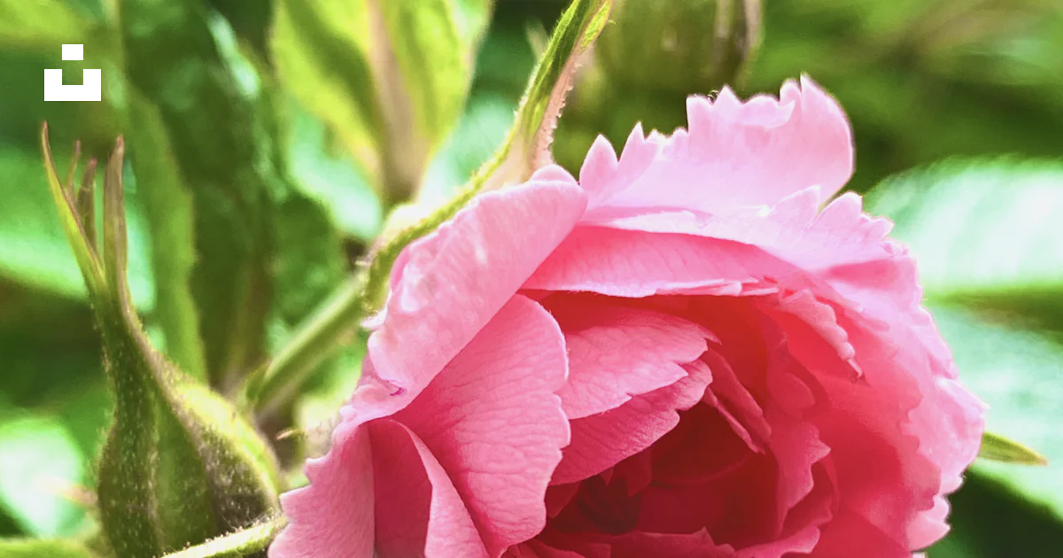 Foto Rosa rosada en flor durante el día – Imagen Geranio gratis en Unsplash