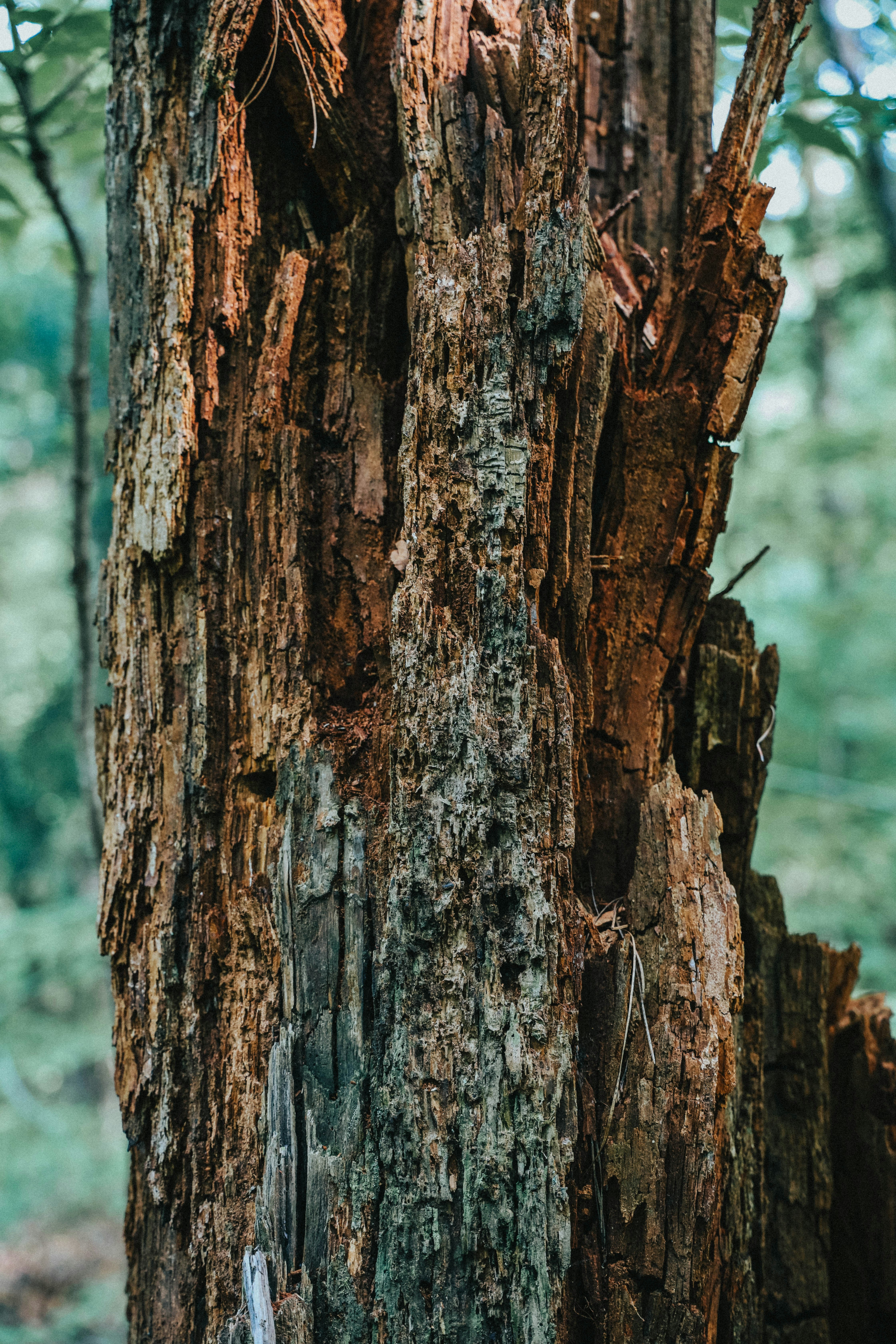 Photo by jessedpoole