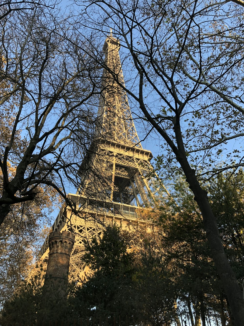 árvore nua marrom sob o céu azul durante o dia