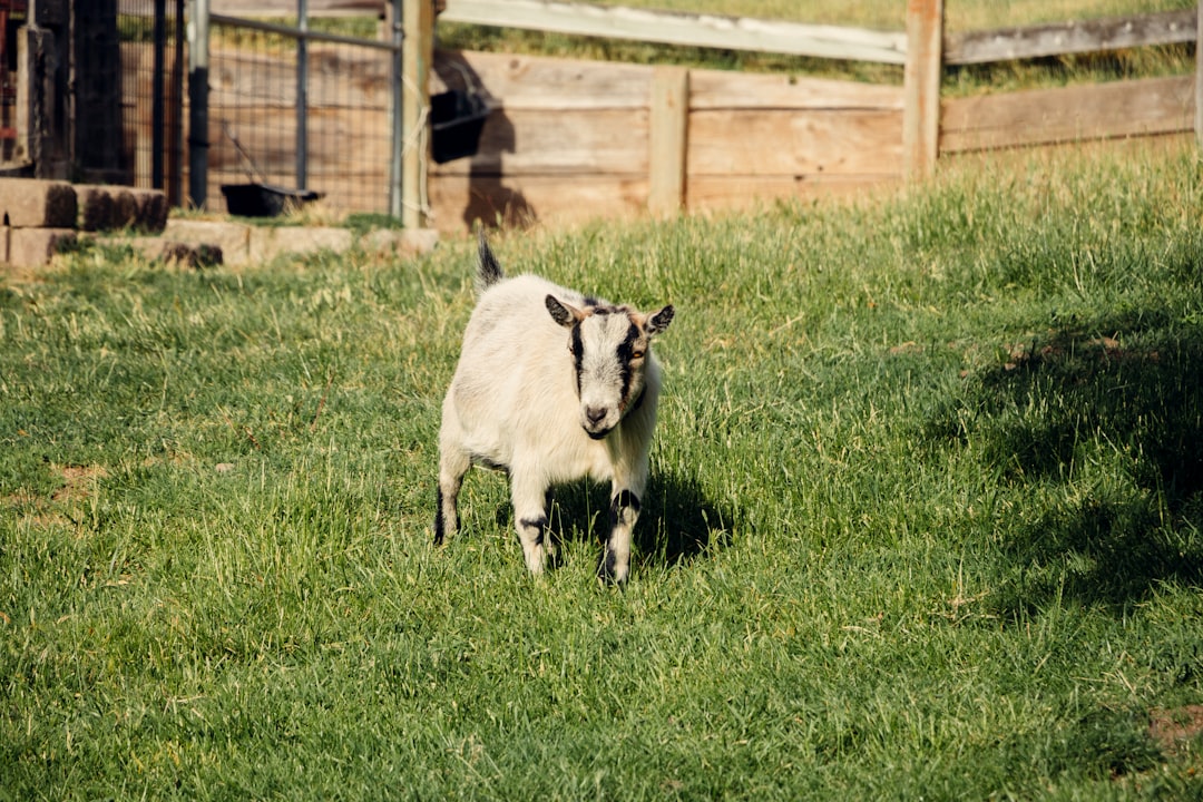 white and black sheep on green grass field during daytime