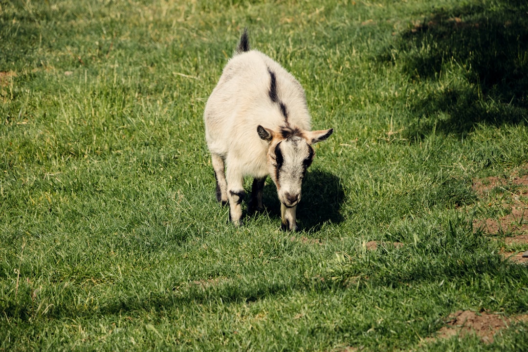 white and brown animal on green grass field during daytime