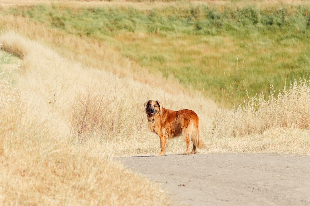 brown long coated dog running on brown field during daytime