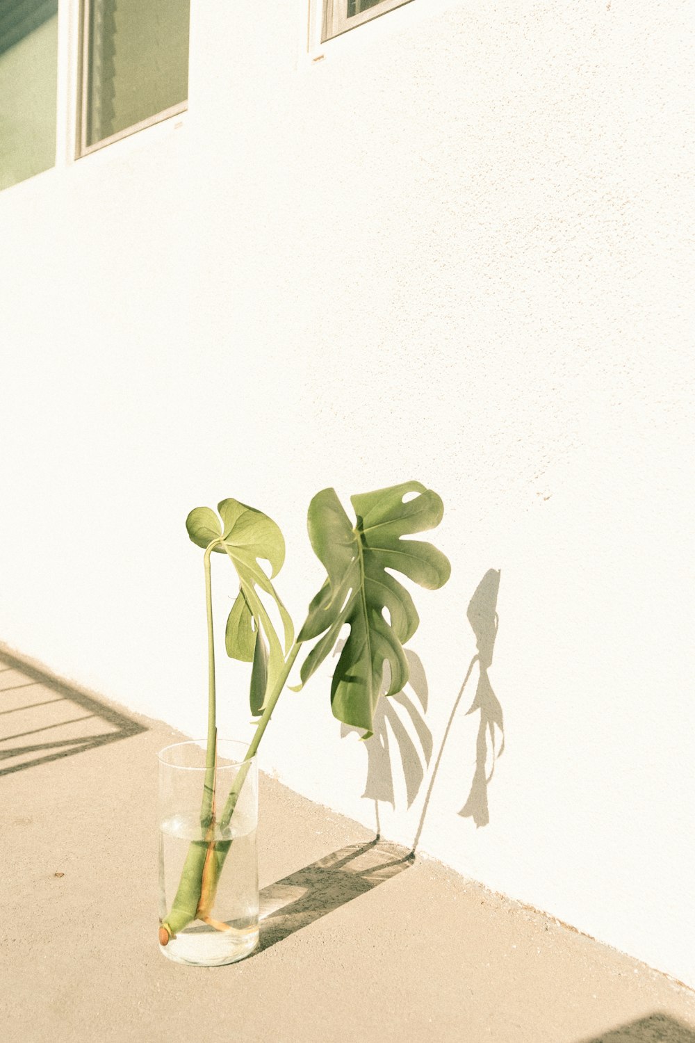 green plant in clear glass vase