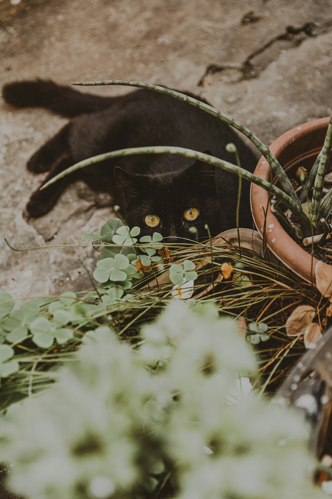 black cat on brown plant pot