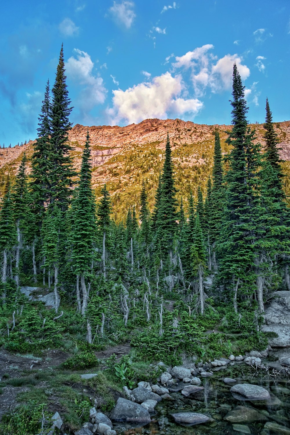 green pine trees on brown mountain under blue sky during daytime