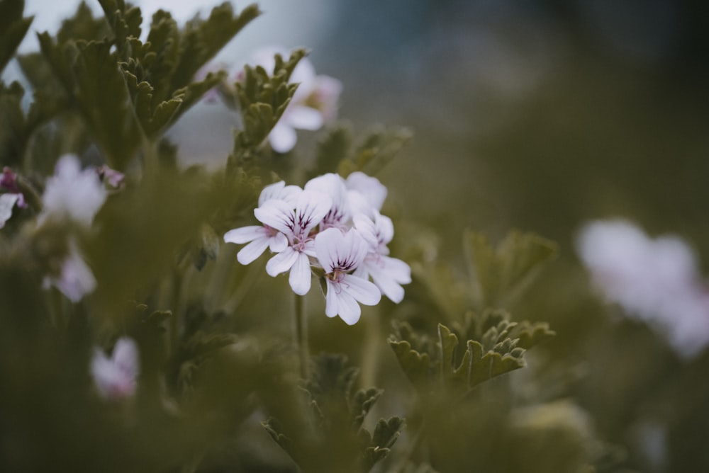 white and purple flower in tilt shift lens